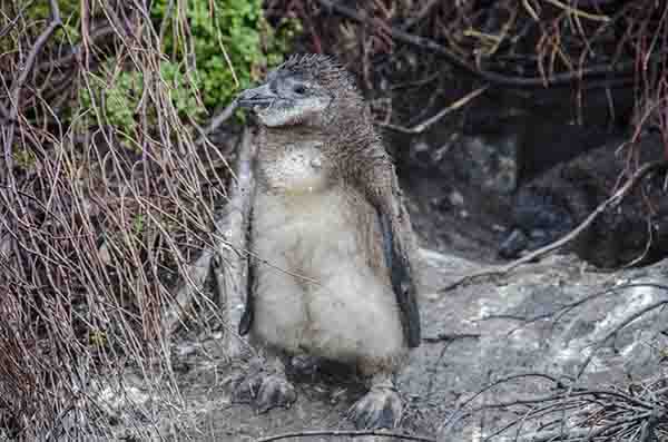 Pingüino Africano - Betty's Bay - Sudáfrica 2.jpg